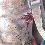threezero Michonne's pet zombie side torso detail